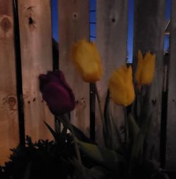 Close-up of yellow flowering plants at home