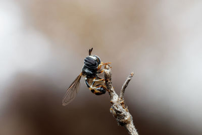 Close-up of bee on twig