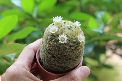 Close-up of hand holding plant
