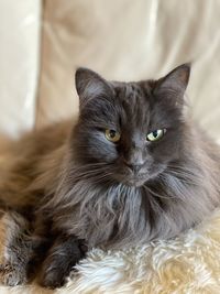 Close-up portrait of a cat 
