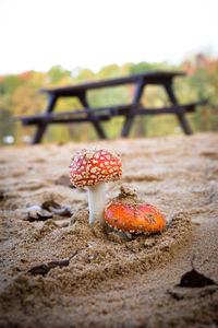 Close-up of mushroom growing on field