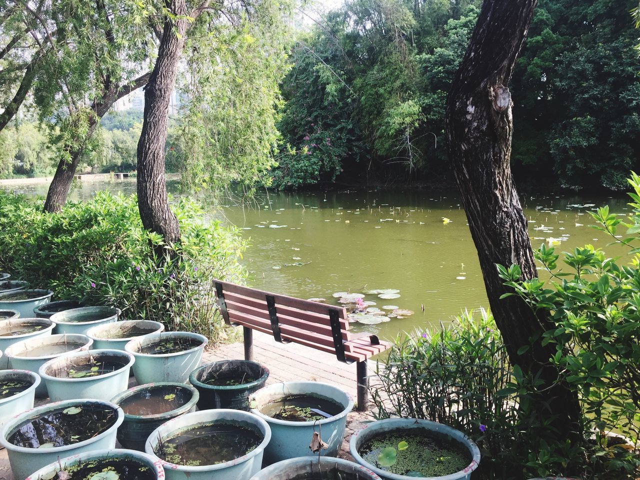 tree, nature, growth, outdoors, chair, no people, water, tranquility, day, beauty in nature