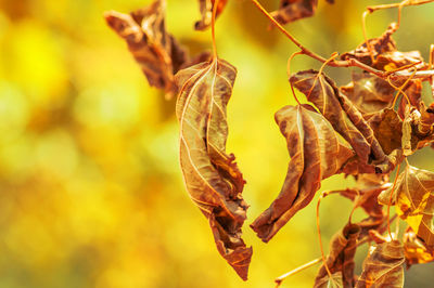 Close-up of dry leaves on plant