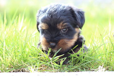 Close-up of a dog looking away