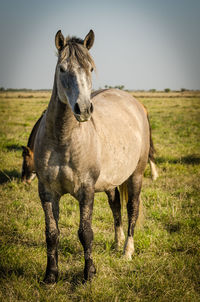 Horse standing in field