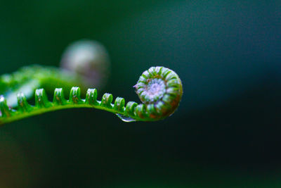 Close-up of green leaf