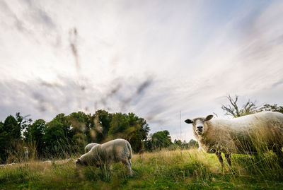 View of sheep on field against sky