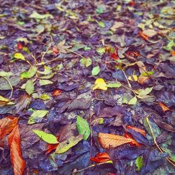 Leaves on ground