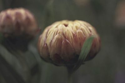 Close-up of rose bud