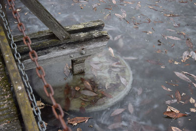 High angle view of turtle in water