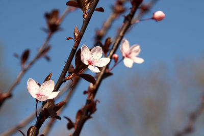 Close-up of apple blossoms in spring