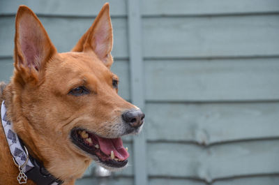 Close-up of dog looking away