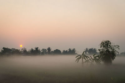 Trees on field against sky during sunset