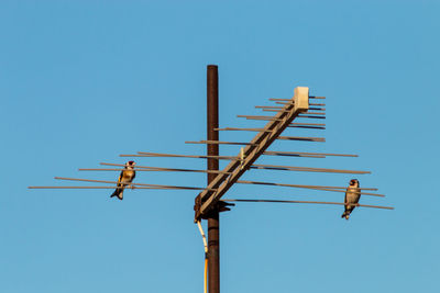 Low angle view of bird perching on pole against clear blue sky