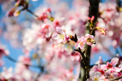 Close-up of pink cherry blossom