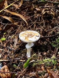 mushroom