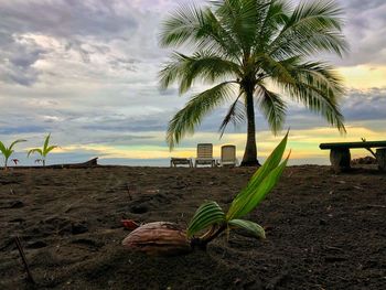 Palm trees on beach against sky