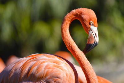 Close-up of a bird