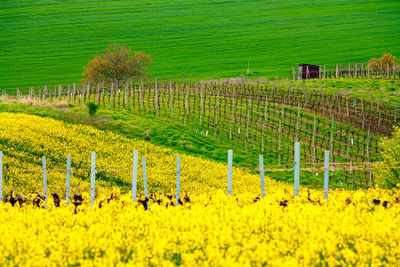 Scenic view of vineyard