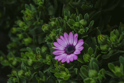 Close-up of purple flower