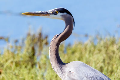 Close-up of gray heron