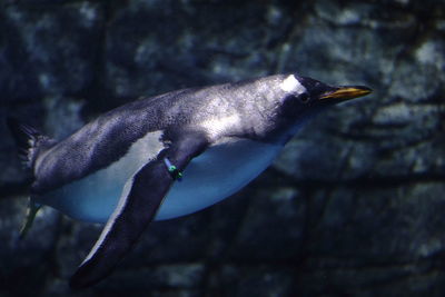 Close-up of fish swimming