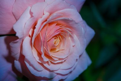 Close-up of rose blooming outdoors