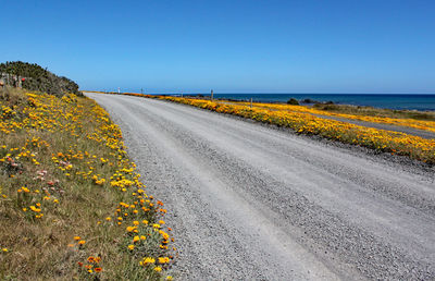 Scenic view of road amidst plants against clear sky