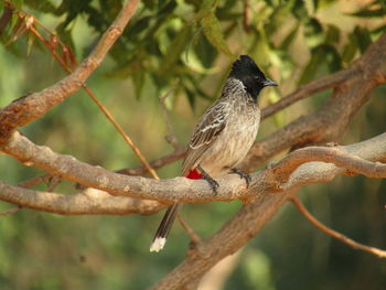 Close-up of bird perching on branch