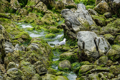 View of birds on rock by sea