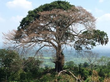 Trees against cloudy sky