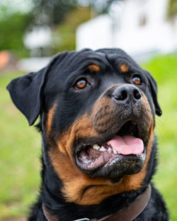 Close-up of dog looking away