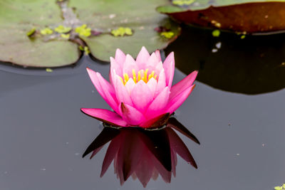 Close-up of pink water lily in lake