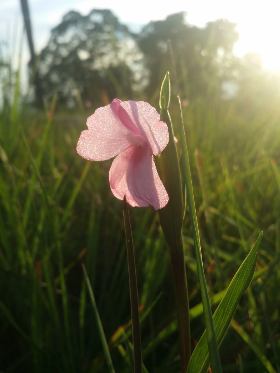 CLOSE-UP OF PINK FLOWERING PLANT ON FIELD