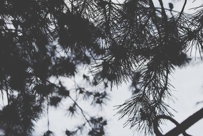 Low angle view of tree against sky