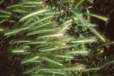 Close-up of plant