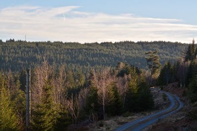 Plants and trees against sky