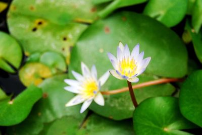 Close-up of water lily on leaves