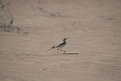 Close-up of bird perching on sand