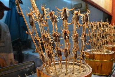 Scorpions on stick