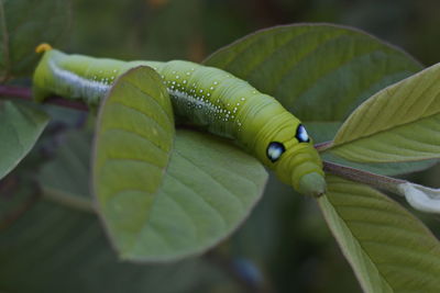 Close-up of fresh green leaves