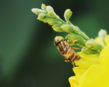 Close-up of insect on flower