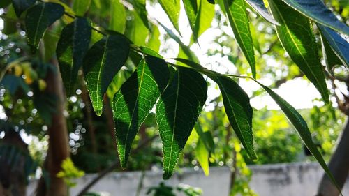 Close-up of leaves