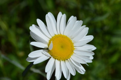 Close-up of white daisy blooming outdoors