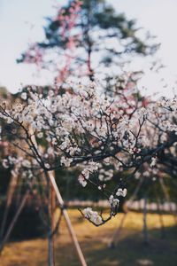 Close-up of cherry blossom tree