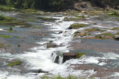 Scenic view of waterfall in forest