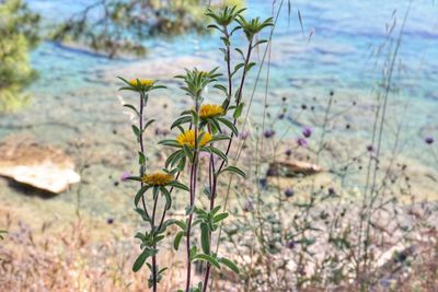 Close-up of flowering plant on field