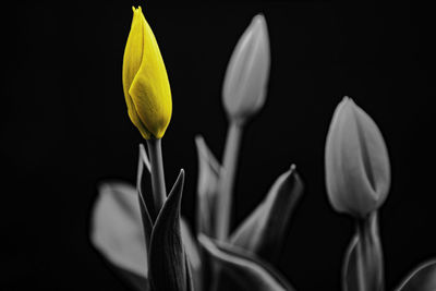 Close-up of tulip against black background