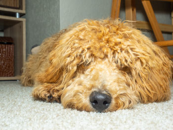 Close-up of a dog at home