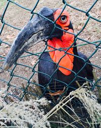 Close-up of bird perching in cage